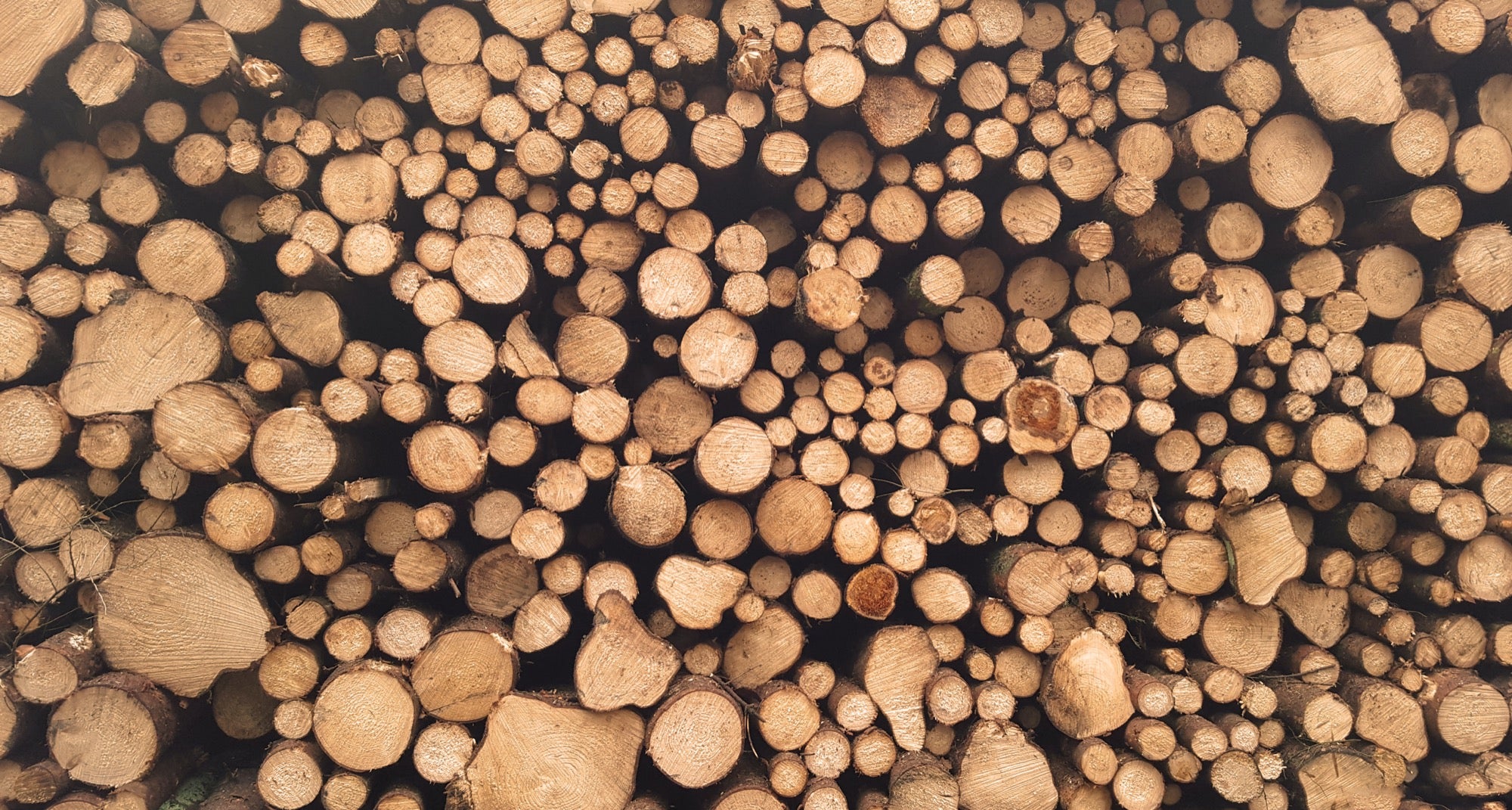 Seasoned Wood