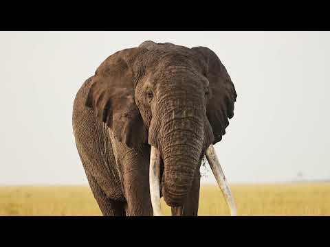 Savanna Heat Smoking Chunks