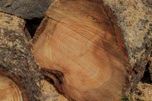 Kiln-Dried Firewood