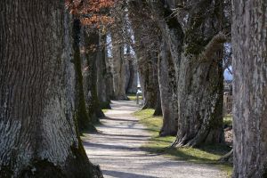 Trees